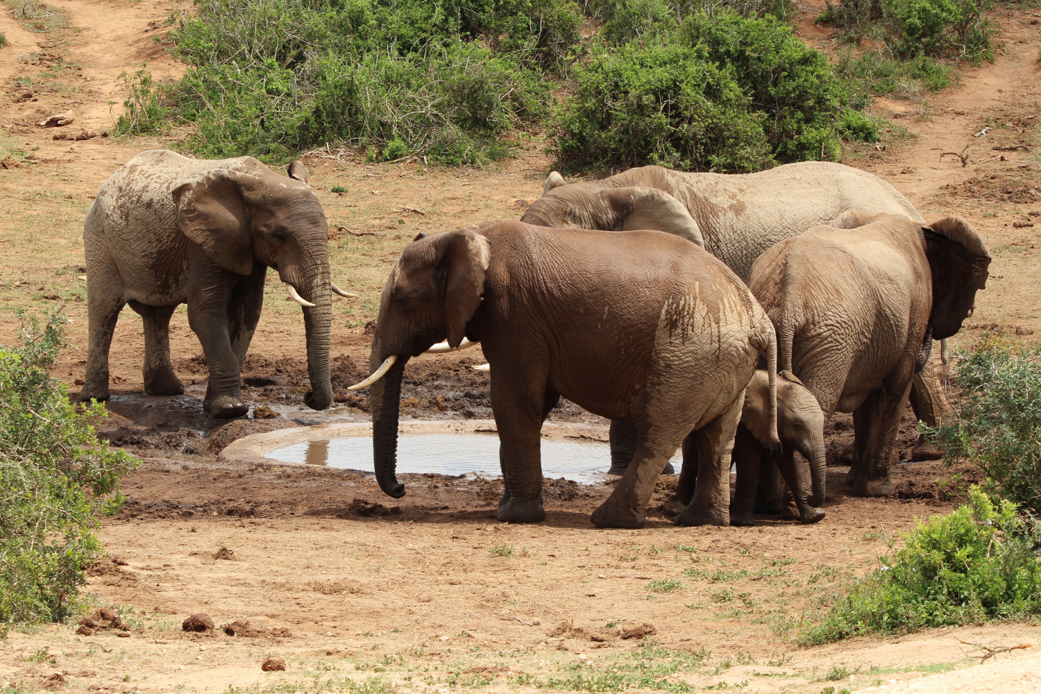 Wildlife Safaris image at Aquarius Kigo Resort