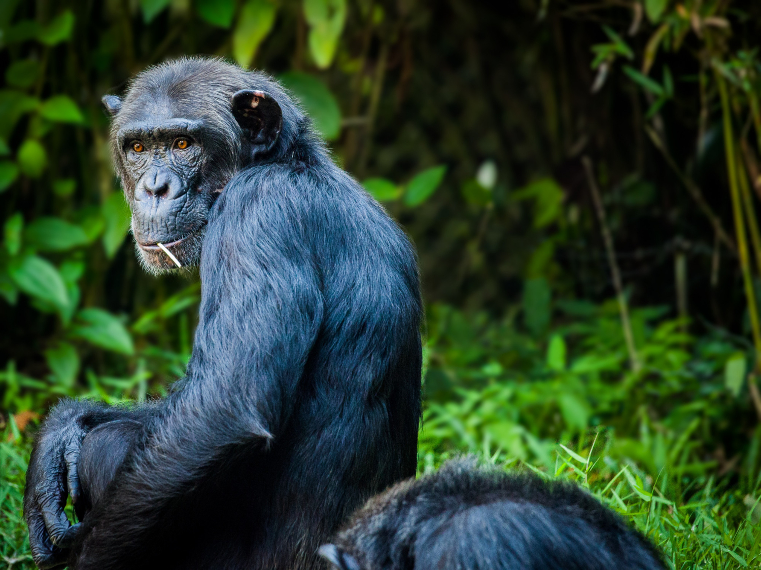 Ngamba Chimpanzee Sanctuary​ image at Aquarius Kigo Resort